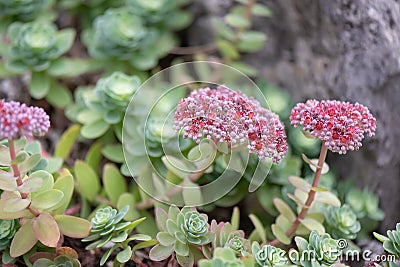 Pink Mongolian Stonecrop Hylotelephium ewersii, reddish-pink flowering plants Stock Photo